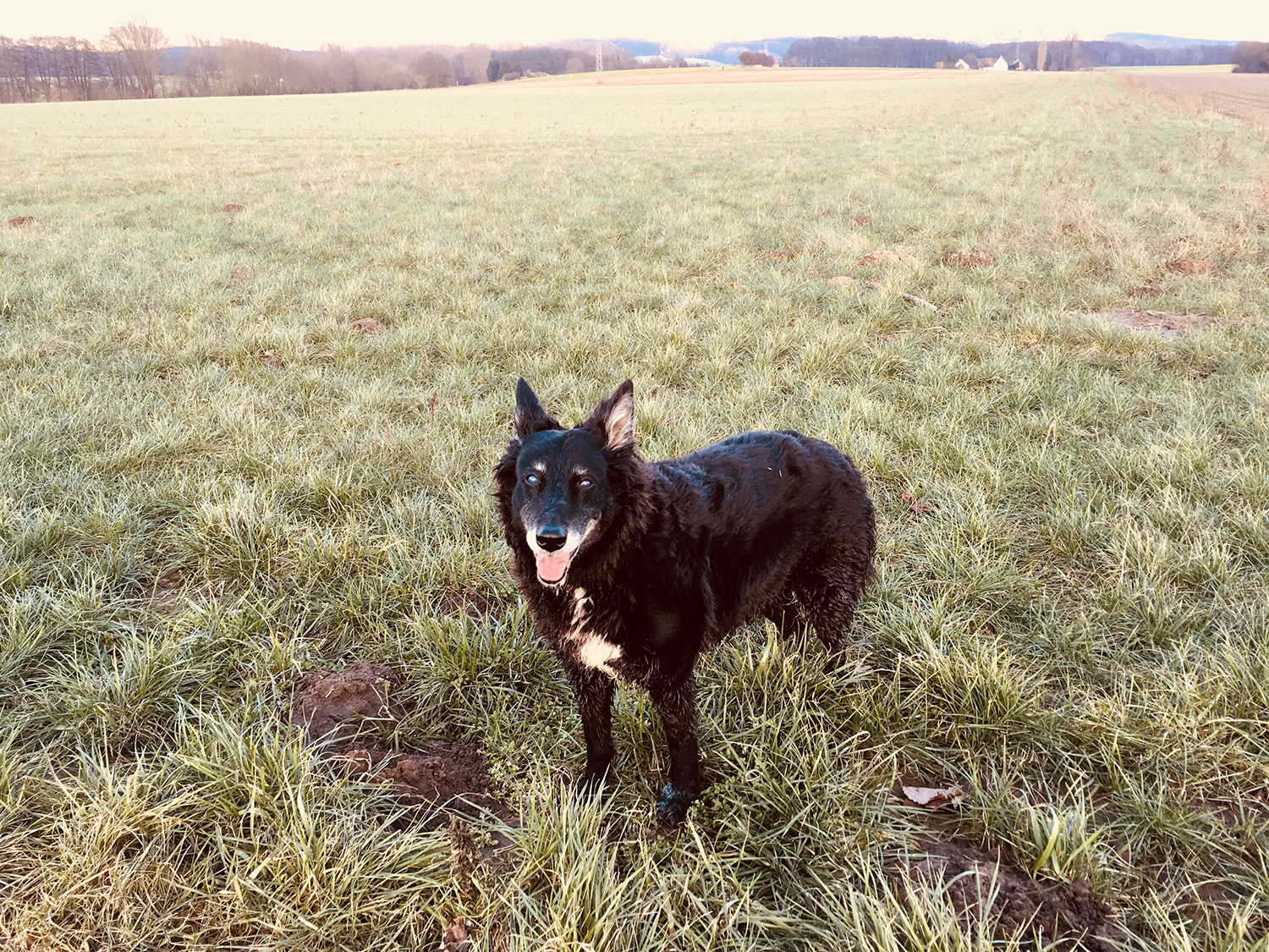 Stella im Feld